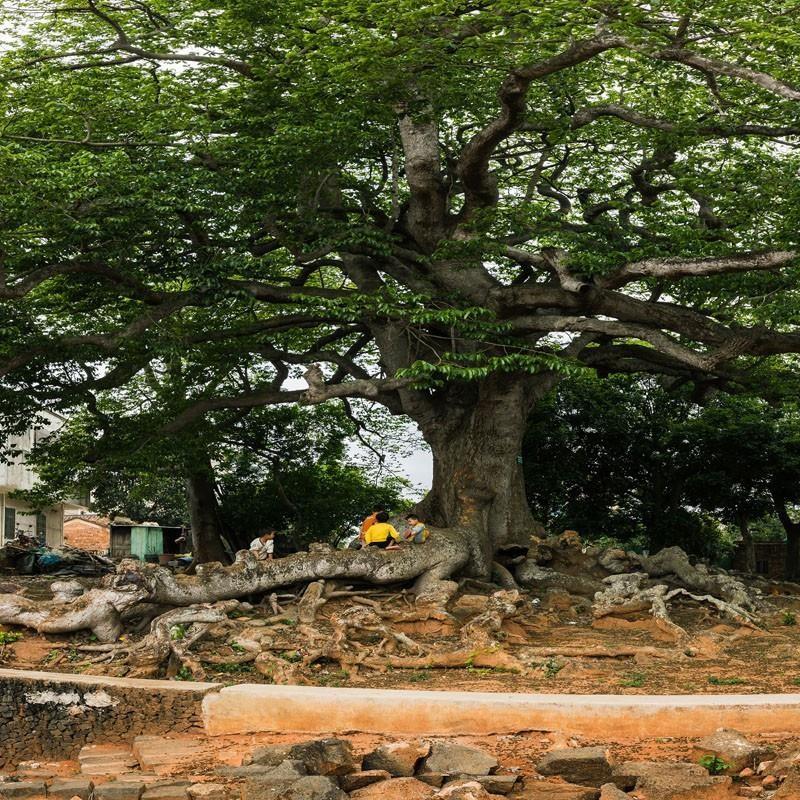 綠美古樹鄉村規劃